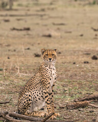 Cheetah in the Bush