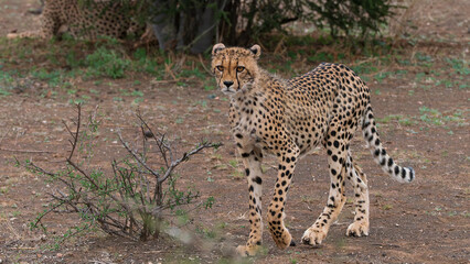Cheetah in the Bush