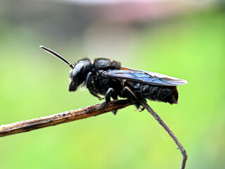 Close up of carpenter bee (Xylocopa sonorina), macro shot of carpenter bee perched on a wooden branch