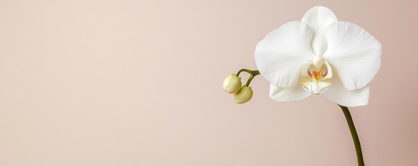 Fototapeta premium Minimal floral idea. Elegant white orchid against a soft pastel background, symbolizing beauty and tranquility.