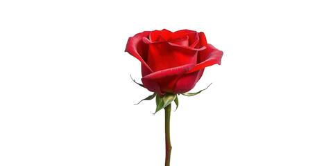 Obraz premium red rose isolated 