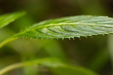 leaf with water drops