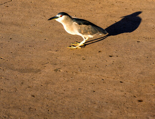 Grey Heron Walking on a Sidewalk in Honolulu, Hawaii.