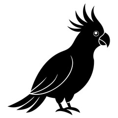 black and yellow macaw