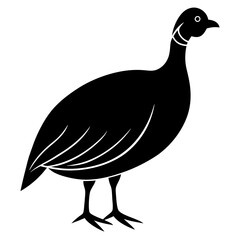 peacock isolated on white