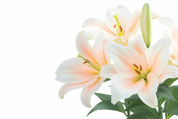 Delicate White and Pink Lilies with Green Stems Displayed Elegantly on a Bright Background