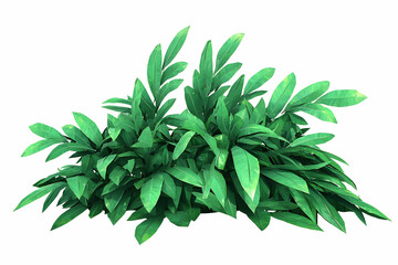 Lush Green Foliage with Vibrant Leaves Suitable for Natural Themes in Various Creative Projects