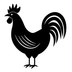 rooster isolated on white background
