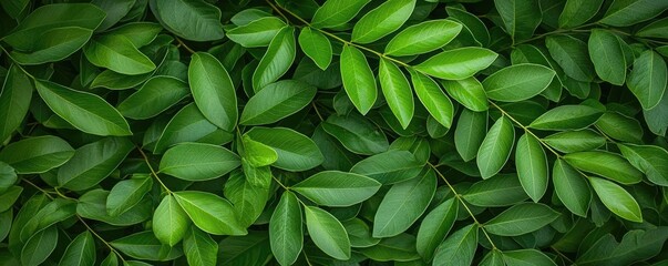 Fototapeta premium Green tree idea. Lush green leaves creating a vibrant and refreshing natural backdrop.