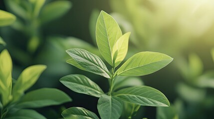 Obraz premium Green tree idea. Close-up of vibrant green leaves illuminated by soft sunlight.