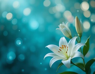 Obraz premium Elegant White Lily Flower Against Teal Background