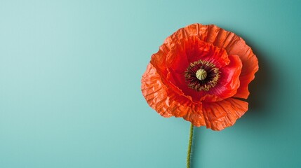 Single red poppy flower on teal background. (1)