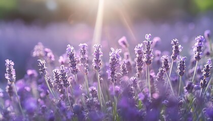 Naklejka premium close up of lavender in soft sunlight