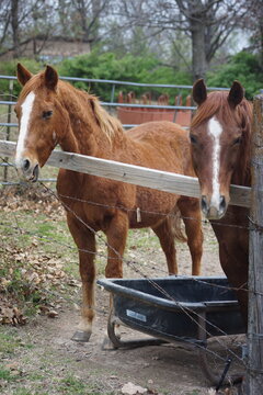 THE HORSE THAT LIVES ON THE HILL