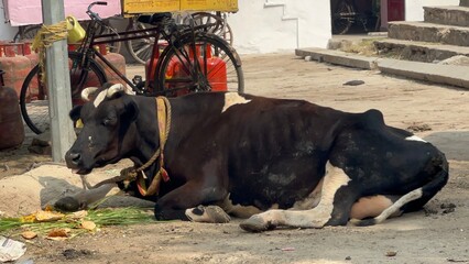 cows in india