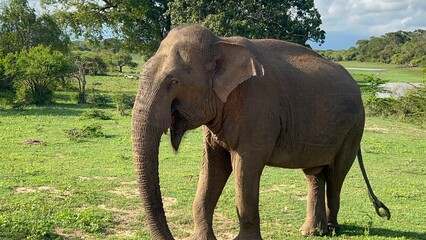 elephant in sri lanka