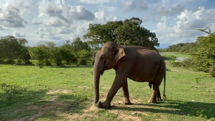elephant in sri lanka