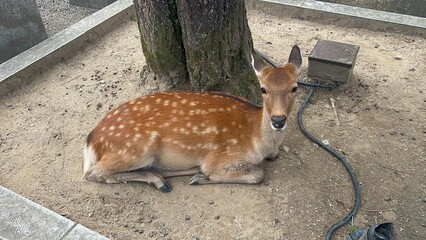 From the streets of India