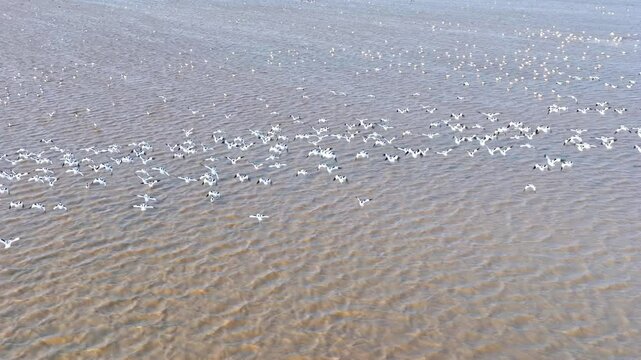 A flock of avocets flying in the water, migratory birds in winter