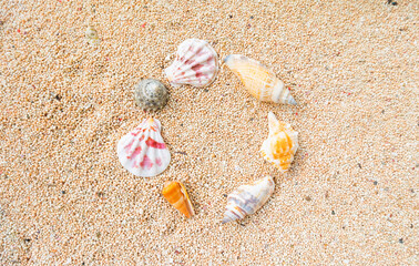 Beautiful circular clams on the beach sand