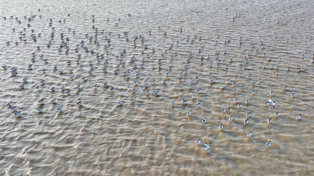 A flock of avocets flying in the water, migratory birds in winter