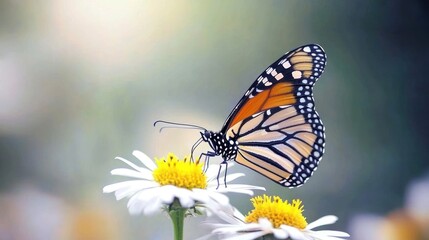 Fototapeta premium Monarch butterfly on white daisy flower.