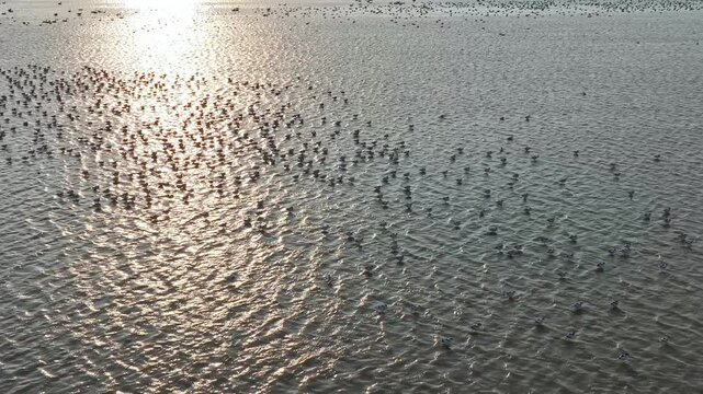 A flock of avocets flying in the water, migratory birds in winter