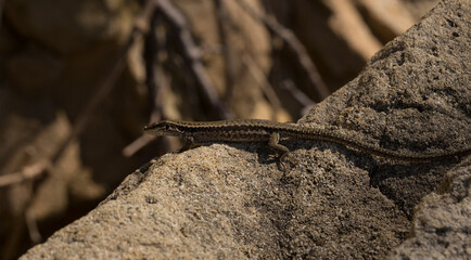 The sand lizard (Lacerta agilis) is a lacertid lizard. The habitat of the reptile is in a rocky area. An old lizard resting on a rock on a Sunny day.
