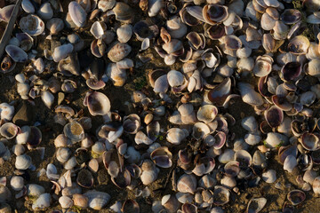 Shells of deceased bivalves. The coastline of the Black Sea is abundantly covered with shells.