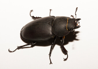 Lucanus cervus is the best-known species of stag beetle (family Lucanidae) in Western Europe....