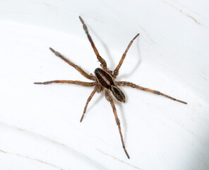 Hogna radiata is a species of wolf spider. A male insect with seven legs.