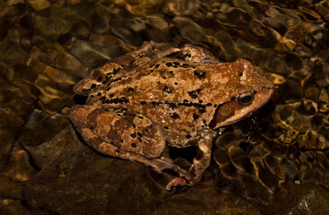 The common frog or grass frog (Rana temporaria). A reptile in a stream in the Balkan forest.