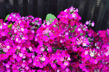 Primula Malacoides, Pink flowers in japan park