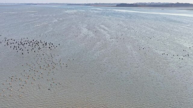 A flock of avocets flying in the water, migratory birds in winter