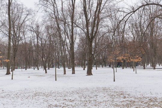 snowy ground in winter forest of shechenko park of kharkiv