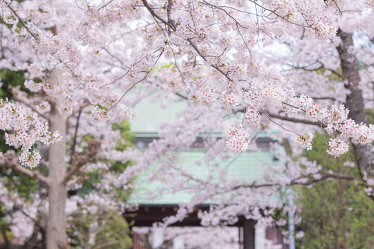 lined trees street with fully blooming japanese cherry blossom sakura in hokkekyo temple in ichilkawa city