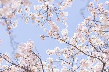 fully blooming japanese cherry blossom sakura and blue sky in hokkekyo temple in chiba prefecture