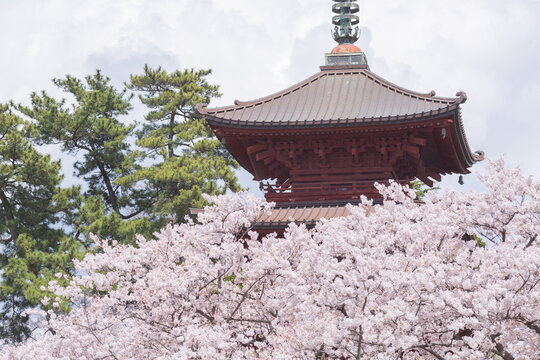 fully blooming japanese cherry blossom sakura and buddism pagoda in hokkekyo temple in chiba prefecture