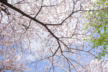 fully blooming japanese cherry blossom sakura and blue sky in hokkekyo temple in chiba prefecture