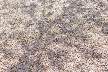 shadow of japanese cherry bloossom tree on the ground in hokkekyo temple in Ichikawa city