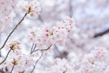 fully blooming japanese cherry blossom sakura in hokkekyo temple in chiba prefecture