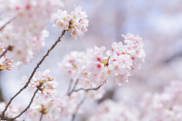 fully blooming japanese cherry blossom sakura in hokkekyo temple in chiba prefecture