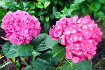 HORTENSIA FUCSIA FLOR FRONDOSA JARDÍN HOJAS VERDES