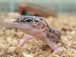 lizard on a stone