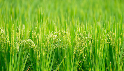Obraz premium green rice fields depth of field shot