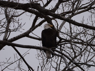 American Bald Eagles During Winter Migration in MO