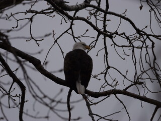 American Bald Eagles During Winter Migration in MO