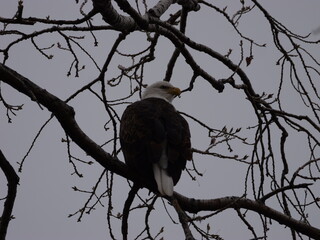 American Bald Eagles During Winter Migration in MO