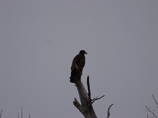 American Bald Eagles During Winter Migration in MO