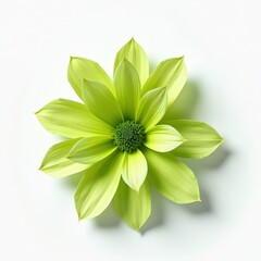 Vivid Green Flowers - Elegant Floral Decoration Product Shoot on White Background